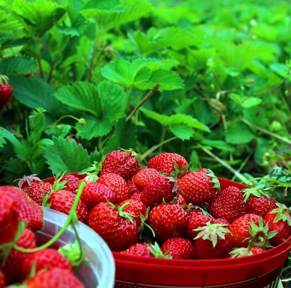 Ultrices sagittis orci a scelerisque purus semper eget duis at. Sollicitudin nibh sit amet.