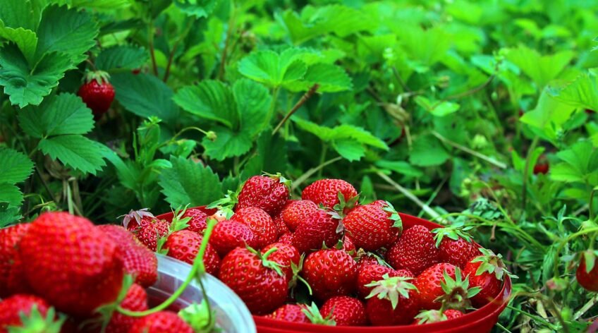 Ultrices sagittis orci a scelerisque purus semper eget duis at. Sollicitudin nibh sit amet.