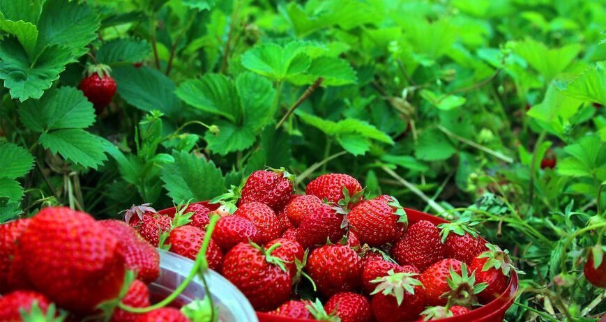 Ultrices sagittis orci a scelerisque purus semper eget duis at. Sollicitudin nibh sit amet.